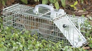 You can use this trap to make a homemade rap trap, and it's a lot more effective than many of the other humane traps that we've mentioned. A Guide To Kit For Controlling Rats Mice And Squirrels Farmers Weekly