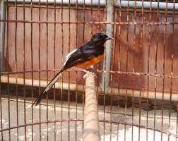 Harga burung ini biasanya dibandrol harga sekitar rp 1.300.000 sampai dengan rp. Ciri Ciri Fisik Burung Murai Batu Bordan Jantan Kicau Mania