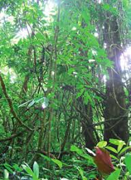 Image result for Orthopichonia schweinfurthii