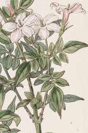 Image result for Jasminum officinale