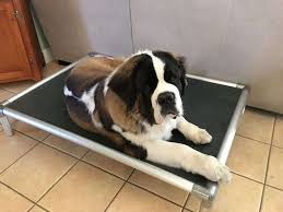 We did not find results for: 9 Best Indestructible Chew Proof Dog Beds 2021 Reviewed