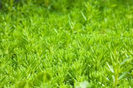 Image result for Pseudopodospermum hispanicum