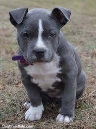 mia the american bully 9 weeks old