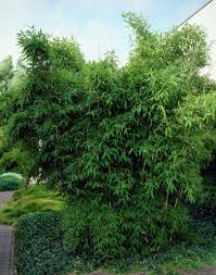 Umbrella Bamboo Fargesia Murielae Arundinaria Murielae Sinarundinaria Murielae Fargesia Spathacea Thamnocalamu Bamboo Seeds Bamboo Tree Clumping Bamboo
