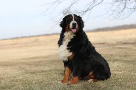 Mini bernese mountain dog puppies texas. Mini Poodle And Bernese Mountain Dog Pasteurinstituteindia Com