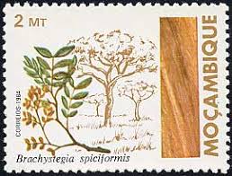 Image result for Brachystegia microphylla