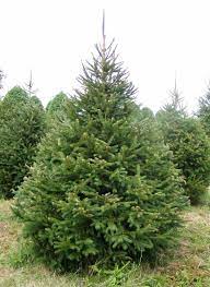 Norway spruce is a fast growing evergreen tree with a pyramidal shape. Norway Spruce Types Of Christmas Trees Norway Spruce Tree Farms