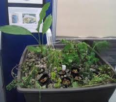 No Hungry Filipino How Aquaponics Can Help In Food Production