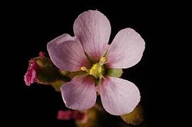 Image result for Drosera dielsiana
