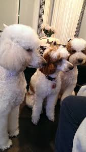 The truth is that the doodle is a developing breed, just like the hundreds of dog breeds that have come before them. Teddy Doodles Std Poodles Home Facebook