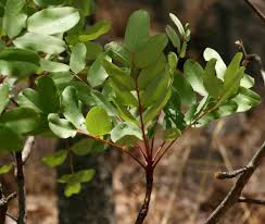 Image result for Ekebergia