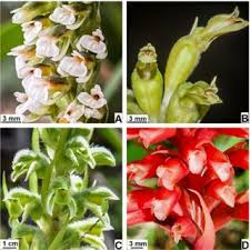 Image result for Polystachya pamelae