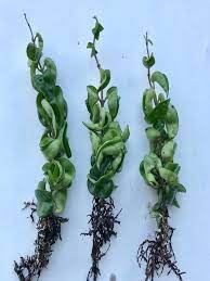 Hindu Rope Rare Beautiful Rooted Plant 4 Or 6 Etsy Plants Indoor Grow Lights Hindu Rope Plant