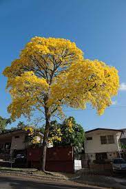 Pin En Reino Vegetal