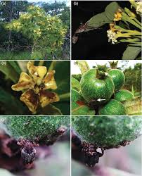 Image result for Ruspolia sp. no. 1 (Biegel 5407)