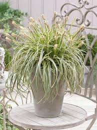 Image result for Carex angolensis