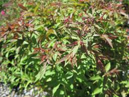 Image result for Spiraea x bumalda ´Crispa