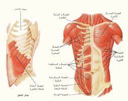 pin on أسماء أجزاء جسم الإنسان