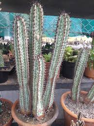 Image result for Euphorbia confinalis