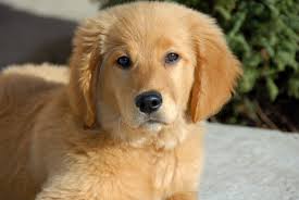 We are a small kennel on 5 acres in the beautiful pacific northwest. How To Help Your Puppy Break The Biting Habit Top Notch Pet Care
