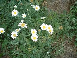 Image result for Cineraria pinnata