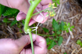 For more, check out our other tomato videos:tomato q&a: How To String Up Your Climbing Tomatoes