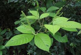 Image result for Allophylus africanus