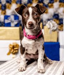 Animal care & control of nyc (ac&c) rescues, cares for and finds loving homes for homeless and abandoned animals in nyc. Pupdates On Our Petcon Pets Foster Dogs