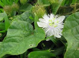 Image result for Passiflora foetida