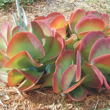 Kalanchoe Thyrsiflora Plantas Crasas Suculentas Cultivo De Plantas