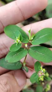 Image result for Euphorbia hyssopifolia