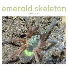 Maybe you would like to learn more about one of these? Photo Taken From Exoreptiles Malaysia Facebook