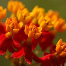 Fromyouflowers.com has been visited by 10k+ users in the past month Flowers That Symbolize Remembrance A To Z Flowers