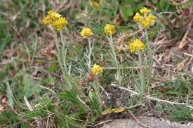 Image result for Gnaphalium unionis