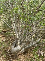 Image result for Commiphora viminea