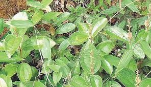 Para Que Serve O Remédio Canela De Velho Canela De Velho Poderosa Planta Contra A Artrose Cha Beneficios Canela De Velho Plantas Medicinais Ervas Medicinais
