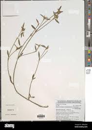 Image result for Stylosanthes guianensis