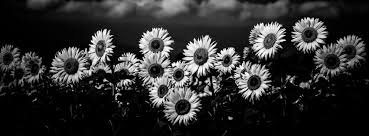 Aesthetic Background Aesthetic Black And White Cover Photos Sunflower Field Black And White Facebook Cover Background Facebook Cover Cover Pics For Facebook Twitter Cover Photo