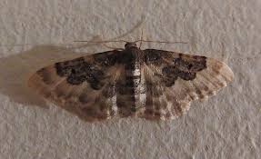 We did not find results for: Moths In The House Here S What To Do