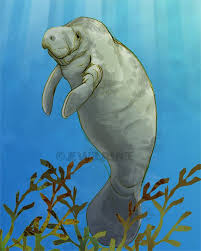 Manatee Baby Print By Jewel On Etsy Heart So Much Water Animals Art Manatee Art Yorkie Painting