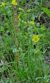 Image result for Mimulus gracilis