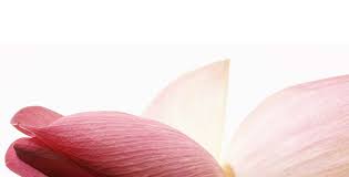 The vaginal flora is a very ingenious system, in whose environment as little interference as possible should be taken, so that important functions to maintain health are not disturbed. Intimate Parts Bleaching Laser Rf Lebanon Dubai