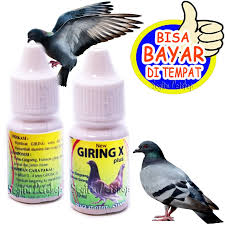 Burung merpati atau disebut juga dengan burung dara merupakan hewan yang sangat ramah dan telah dijadikan hewan peliharaan sejak lama. Obat Burung Dara Cepat Giring Vitamin Burung Merpati Giring X Shopee Indonesia