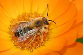 Unser traditionsbetrieb im zürcher unterland wird seit herbst 2019 von roger stierli betrieben, welcher das restaurant von christoph. Schlaraffenland Fur Bienen Nabu