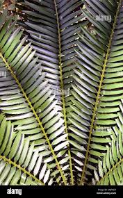 Image result for Encephalartos lebomboensis
