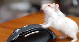 We did not find results for: Albino Hamster Unexpected Information About White Hamsters