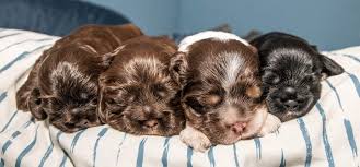 This advert is located in and around reading, berkshire. Chocolate Tan Blue Golden Cocker Spaniels Puppies For Sale At Penny Lane Cocker Spaniels