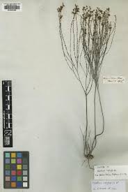 Image result for Ochthocharis