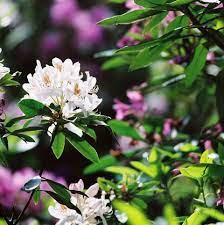A hardy selection that produces a massive display of deeply colored, fiery red blooms in late spring. 23 Beautiful Flowering Shrubs Best Flowering Bushes For Gardens