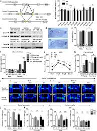 Autism Like Social Deficit Generated By Dock4 Deficiency Is